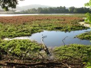 7.27.06 Oaks Bottom 020 